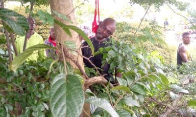Unknown Man Found Dead, Hung On A Tree In Abraka