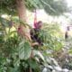 Unknown Man Found Dead, Hung On A Tree In Abraka