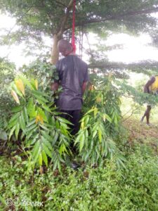 Unknown Man Found Dead, Hung On A Tree In Abraka