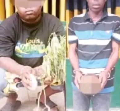 Herbalist, Suspected Yahoo Boy Caught With Human Parts In Obiaruku