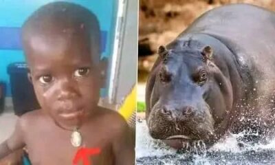 Uganda: Hippo Swallows, Spits Out 2-Year-Old Child