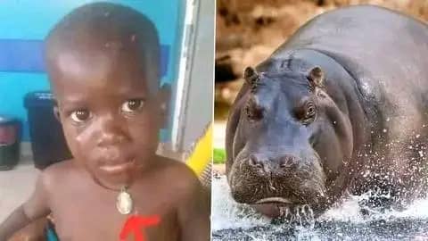 Uganda: Hippo Swallows, Spits Out 2-Year-Old Child