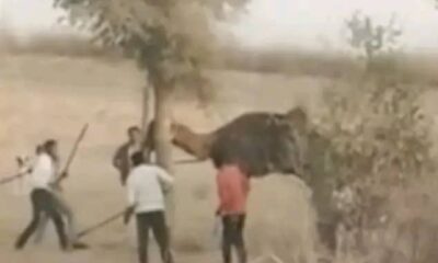 Camel Beaten To Death After 'Chewing' Owner's Head