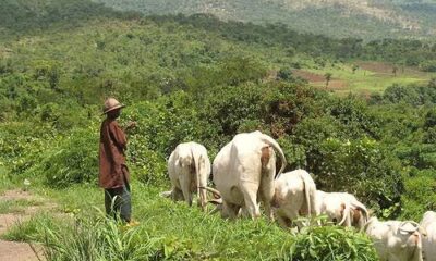 Herdsmen Invade Ndokwa Community, Destroy Crops, Farmlands
