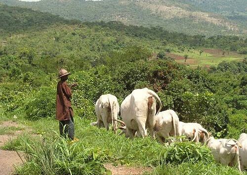 Herdsmen Invade Ndokwa Community, Destroy Crops, Farmlands