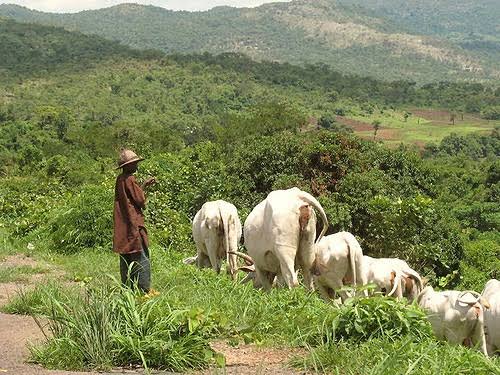 Herdsmen Invade Ndokwa Community, Destroy Crops, Farmlands