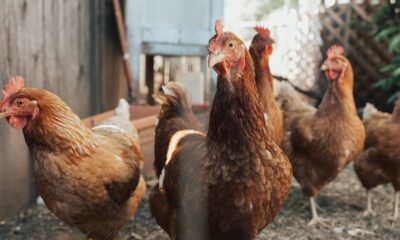 Bird Flu: Namibia Bans Poultry Imports From SA