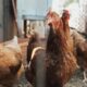 Bird Flu: Namibia Bans Poultry Imports From SA