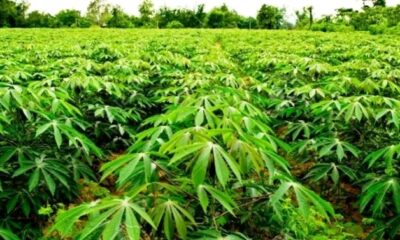 Sasakawa Africa Signs MoU With IITA To Support Cassava Seed System