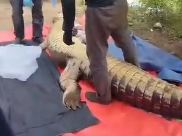 Missing Man Found Inside Crocodile