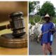 Ondo Court Jails Herdsman For Violating Anti-Open Grazing Law, Destroying Farm Crops Worth N50M