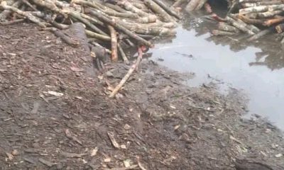 The Alarming Surge In Deforestation Across Delta State