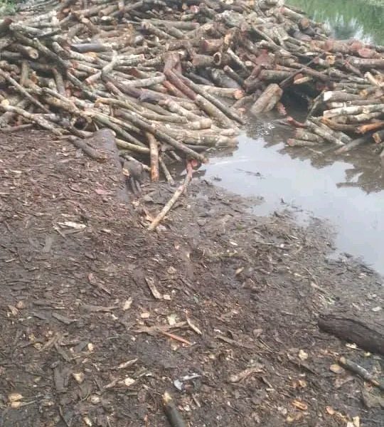 The Alarming Surge In Deforestation Across Delta State