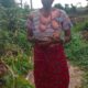 Ogwashi-Uku Palace Refutes Malicious Video By Mother Of Oduwanor Brothers, Urges Public To Disregard Claims