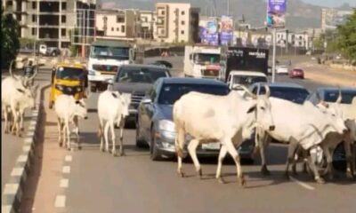 FG Debunks Report Of Ban On Open Grazing, Says It Plans Well-Structured Gradual Transition