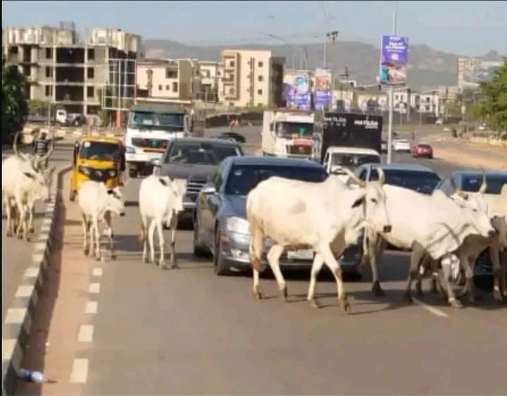 FG Debunks Report Of Ban On Open Grazing, Says It Plans Well-Structured Gradual Transition