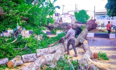 Driver Killed, Passengers Injured As Tree Falls On Moving Tricycle In Asaba